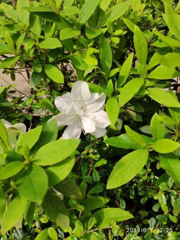 为什么杜鹃下山桩换盆后要房子阴凉处