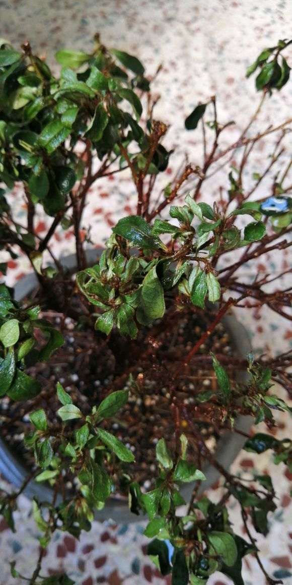 为什么杜鹃下山桩换盆 不要用大盆 图片