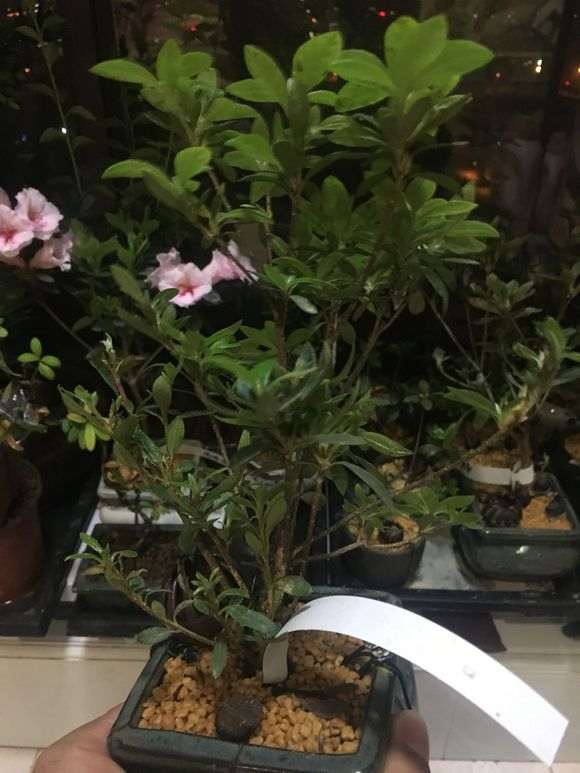 为什么杜鹃下山桩换盆 不要用大盆 图片