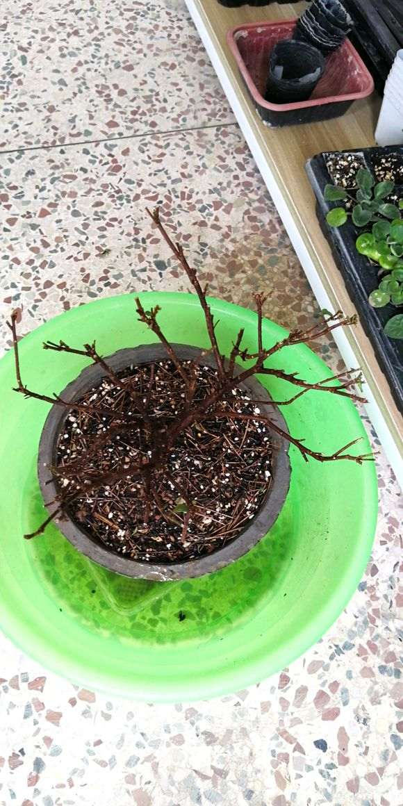 为什么杜鹃下山桩换盆 不要用大盆 图片