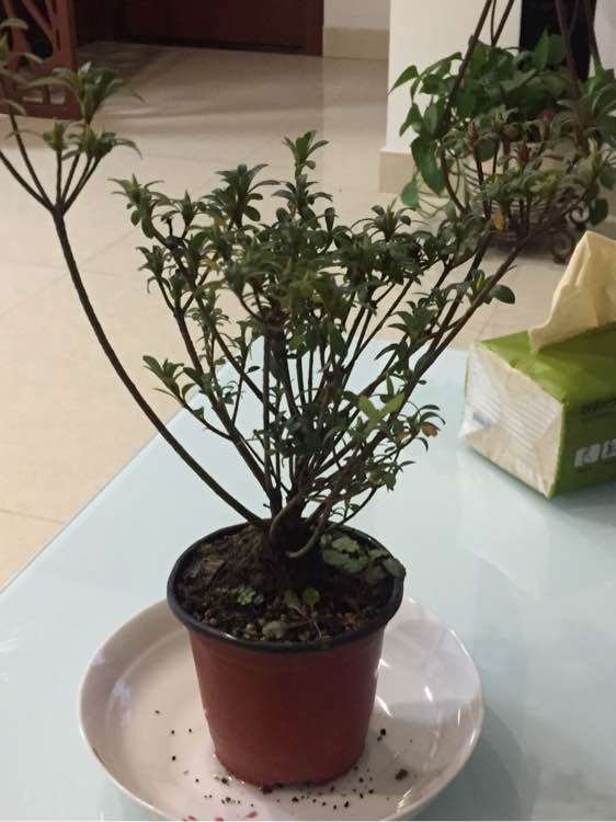 新买的杜鹃下山桩花需要洗根吗