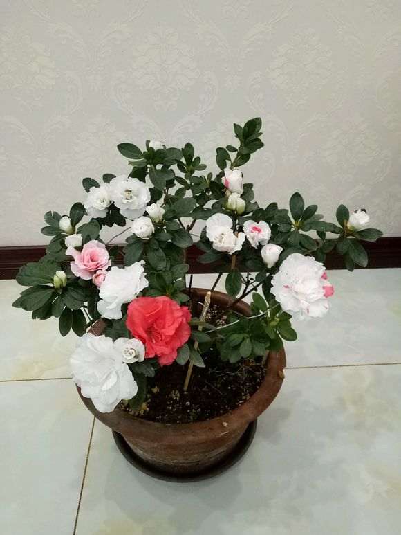 为什么东北的黑土很适合养杜鹃下山桩