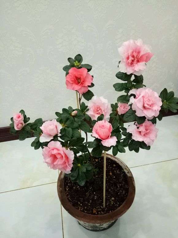 为什么东北的黑土很适合养杜鹃下山桩