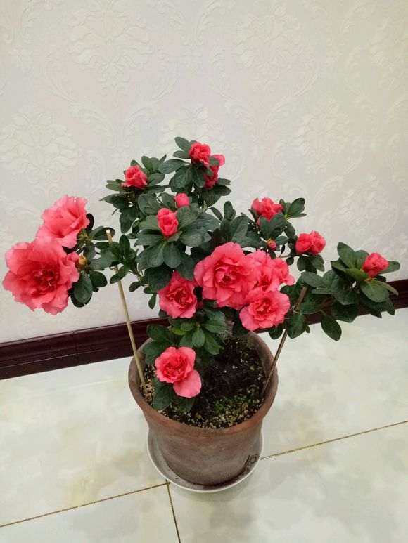 为什么东北的黑土很适合养杜鹃下山桩