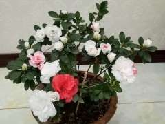 为什么东北的黑土很适合养杜鹃下山桩