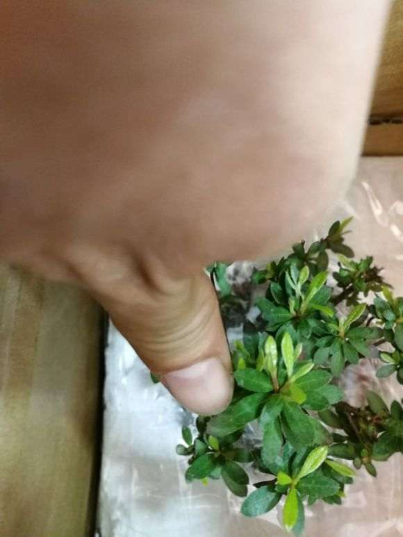 早乙女杜鹃下山桩怎么洗根上盆