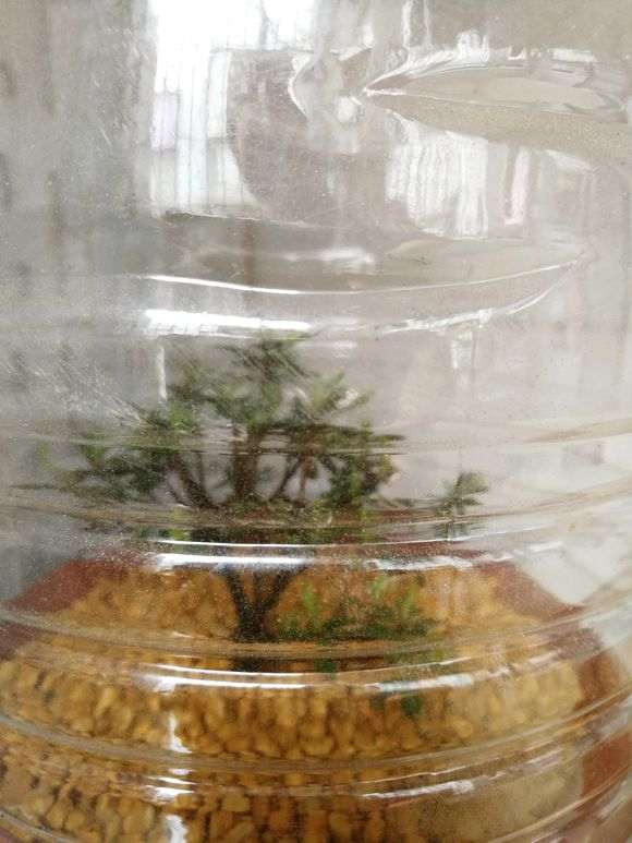 早乙女杜鹃下山桩怎么洗根上盆
