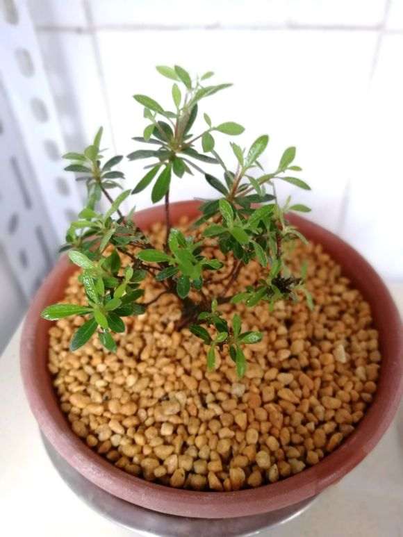 为什么杜鹃下山桩用河沙养护最好 图片