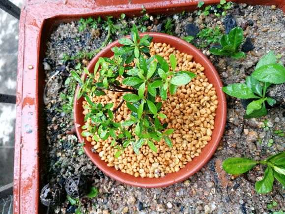 为什么杜鹃下山桩用河沙养护最好 图片