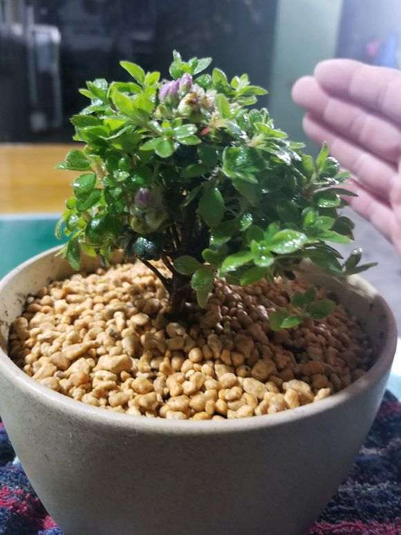 为什么杜鹃下山桩用河沙养护最好 图片