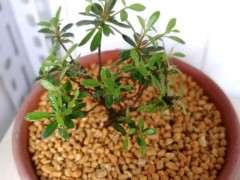 为什么杜鹃下山桩用河沙养护最好 图片