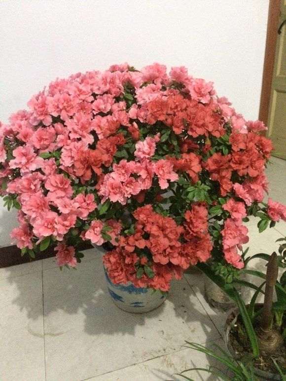 请问 杜鹃下山桩花根能不能做沉木