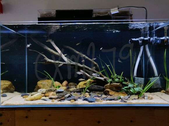 请问 杜鹃下山桩花根能不能做沉木