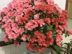 请问 杜鹃下山桩花根能不能做沉木