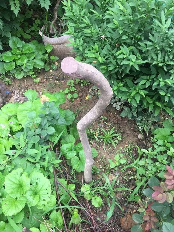 这杜鹃下山桩这么就不发芽呢？明明活着的