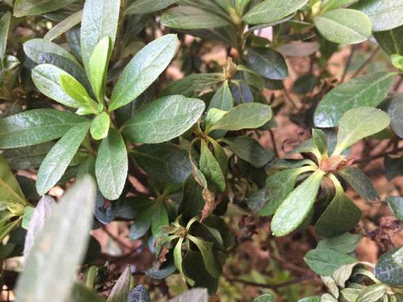 杜鹃下山桩叶子干枯掉落了怎么办 图片