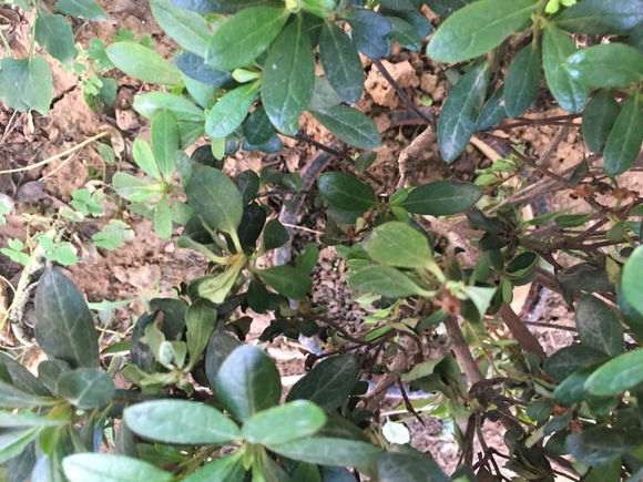 广东栽杜鹃花下山桩很难养吧 图片