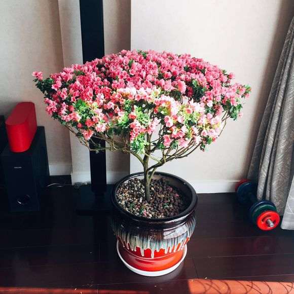 为什么杜鹃花下山桩要少浇水