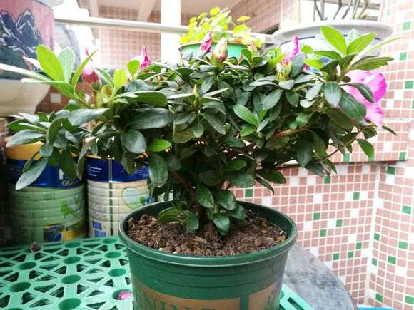 杜鹃花下山桩的根部侧芽怎么处理