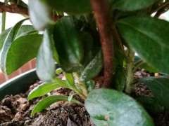 杜鹃花下山桩的根部侧芽怎么处理