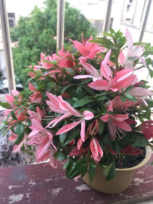 记录一棵彩晃杜鹃花下山桩开花历程