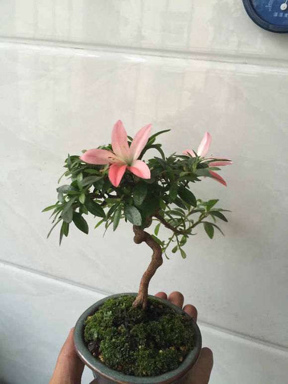 记录一棵彩晃杜鹃花下山桩开花历程