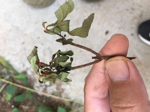 记录一棵彩晃杜鹃花下山桩开花历程