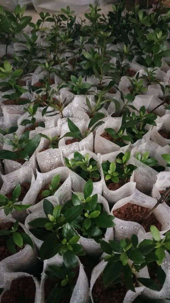 太保水的杜鹃下山桩不需要坐水吧