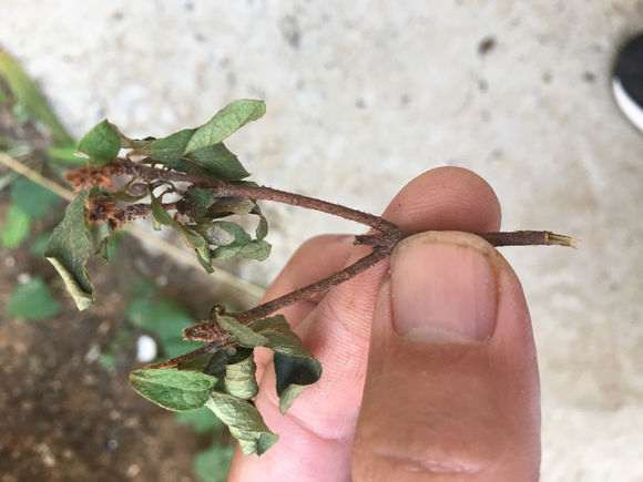 太保水的杜鹃下山桩不需要坐水吧