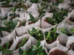 太保水的杜鹃下山桩不需要坐水吧