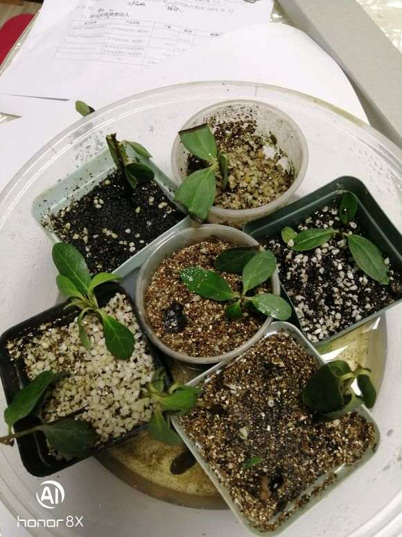 杜鹃下山桩在北方都扦插活了