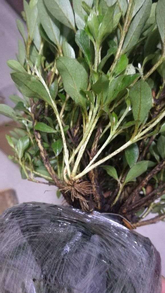 杜鹃下山桩在北方都扦插活了