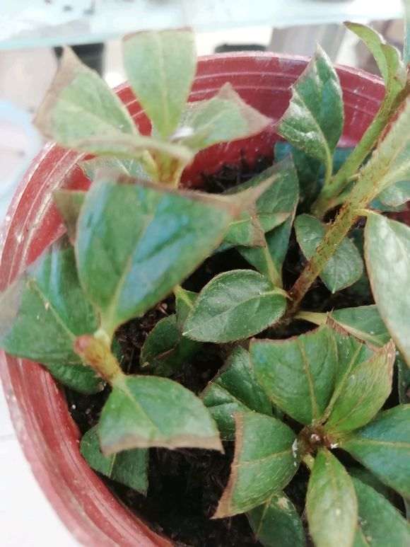 杜鹃下山桩在北方都扦插活了