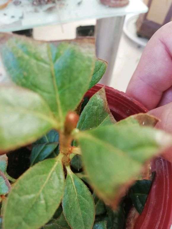 杜鹃下山桩在北方都扦插活了