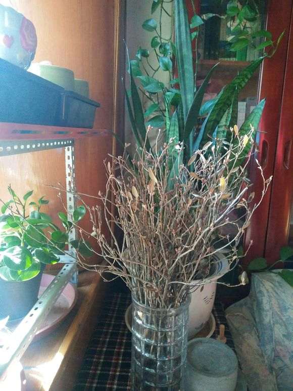 买了干枝杜鹃花下山桩多久能开花