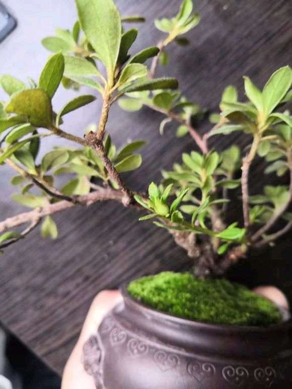 杜鹃花下山桩叶子脱水 怎么办 图片
