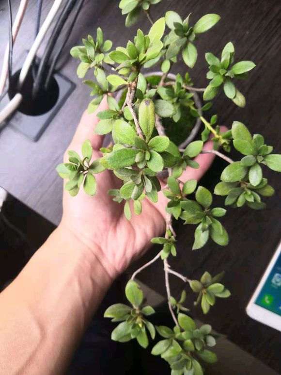 杜鹃花下山桩叶子脱水 怎么办 图片