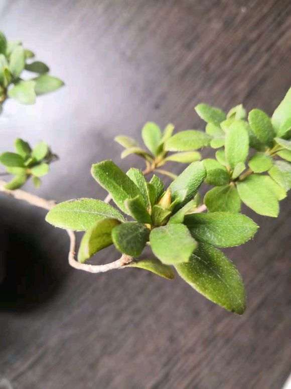 杜鹃花下山桩叶子脱水 怎么办 图片