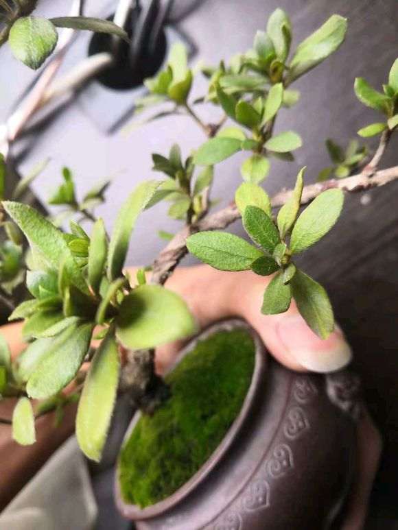杜鹃花下山桩叶子脱水 怎么办 图片