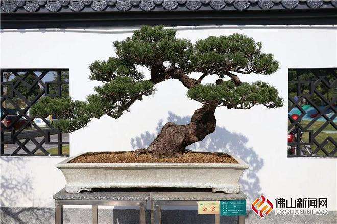 广东乐从岭南盆景博物园落成
