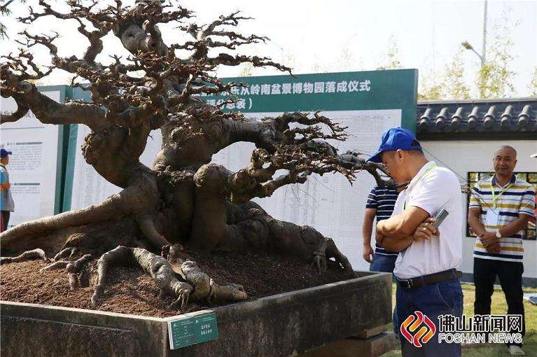 广东乐从岭南盆景博物园落成