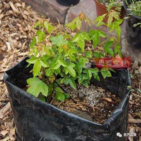 三角枫下山桩怎么制作附石盆景的方法