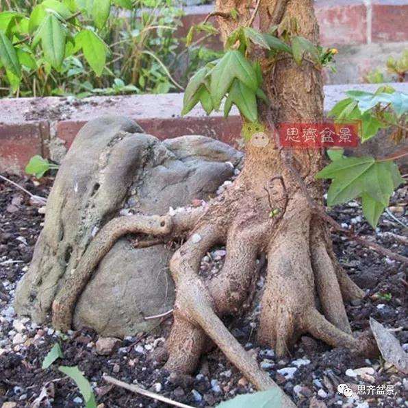 三角枫下山桩怎么制作附石盆景的方法