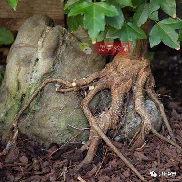 三角枫下山桩怎么制作附石盆景的方法