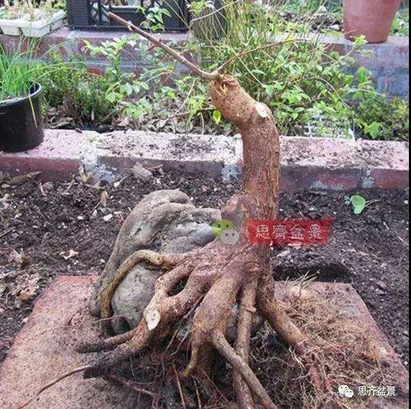 三角枫下山桩怎么制作附石盆景的方法