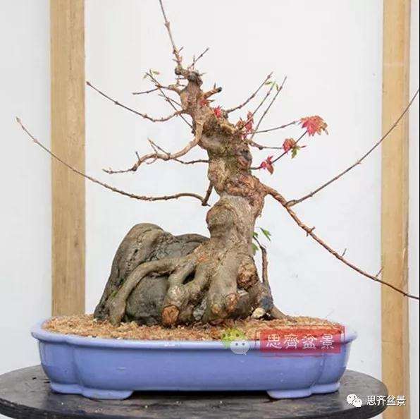 三角枫下山桩怎么制作附石盆景的方法