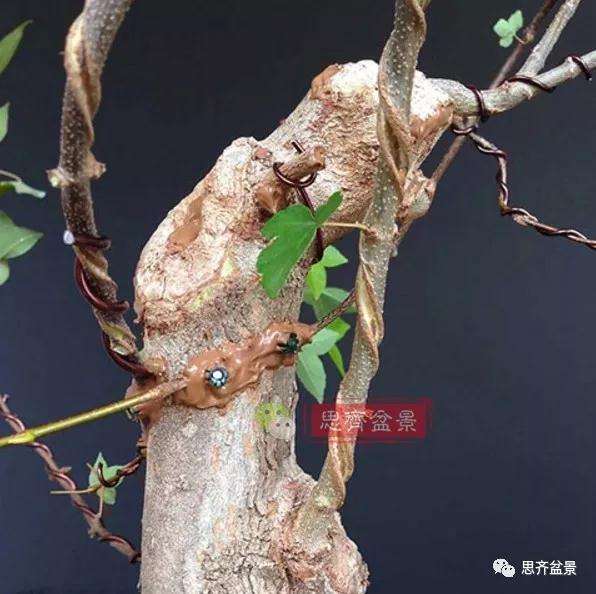 三角枫下山桩怎么制作附石盆景的方法