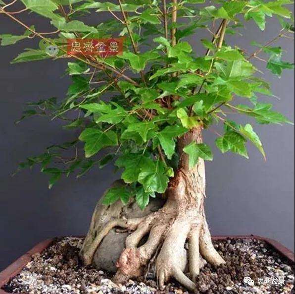 三角枫下山桩怎么制作附石盆景的方法