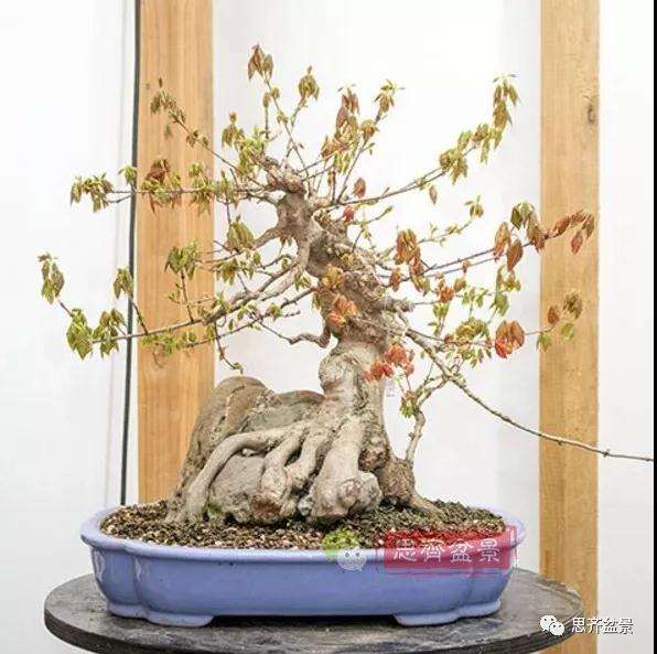 三角枫下山桩怎么制作附石盆景的方法