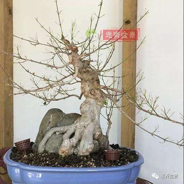 三角枫下山桩怎么制作附石盆景的方法